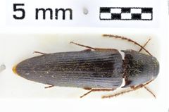 Foto (Dorsalansicht) von Megapenthes puberusus (Montrouzier, 1861)